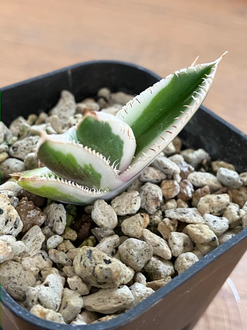 うし　【匿名配送】活着　特大　アガべ　チタノタ　豆豆龍錦　覆輪斑　TC