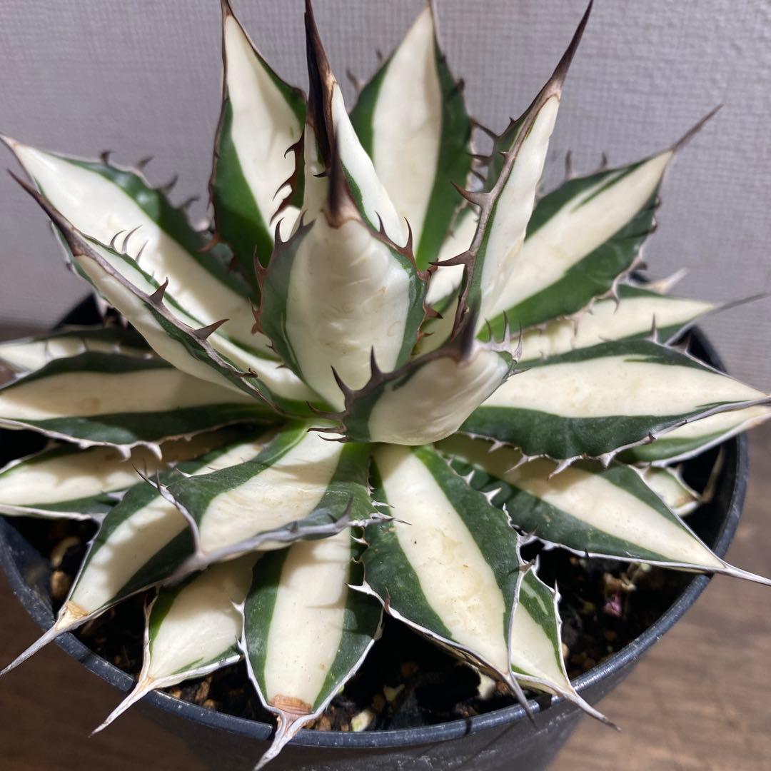 アガベ　ホリダ白中斑入　極上　初売り