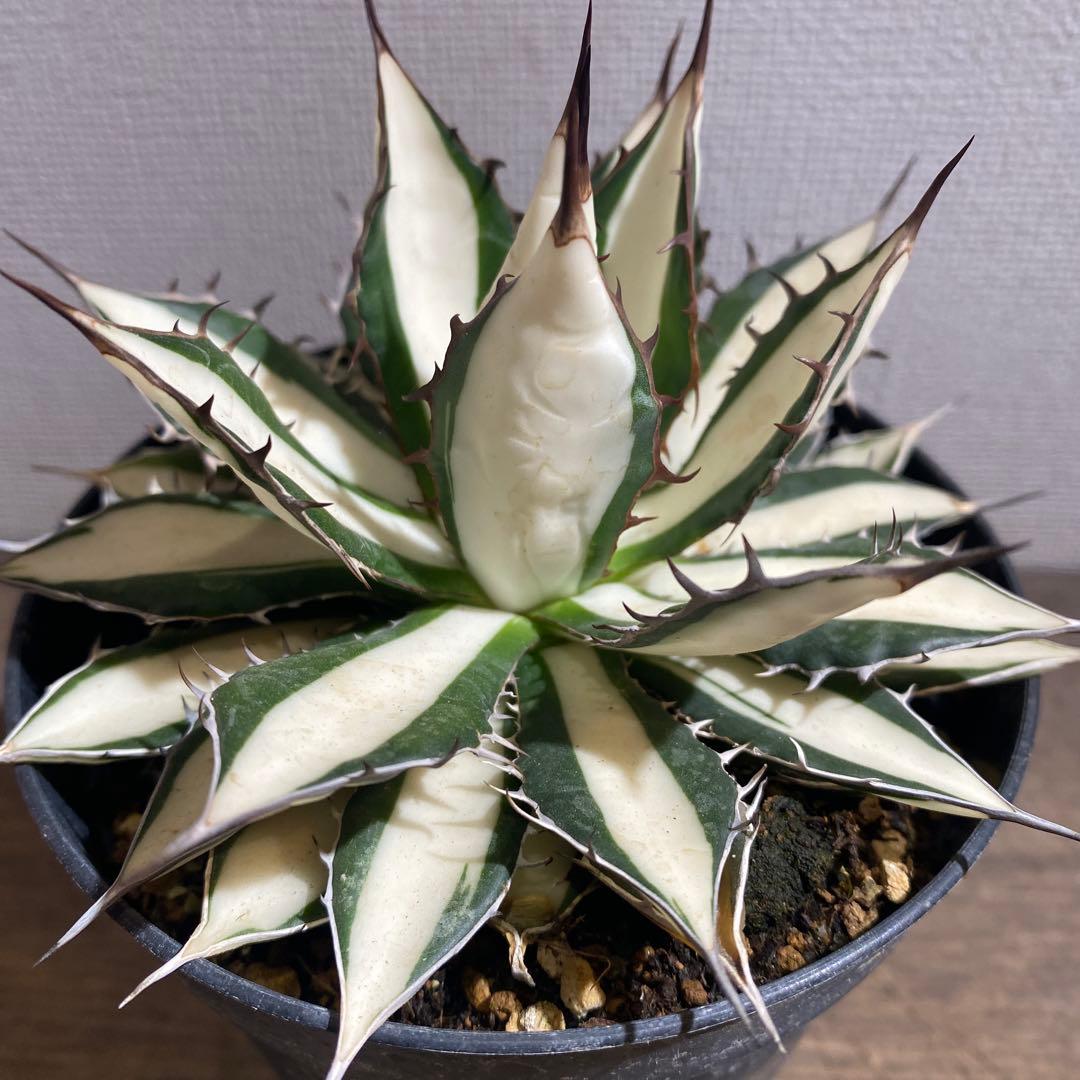 アガベ　ホリダ白中斑入　極上　初売り