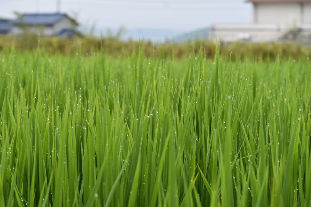 【美品】Nikon AF-S DX 55-300mm 望遠レンズ 手ぶれ補正付き