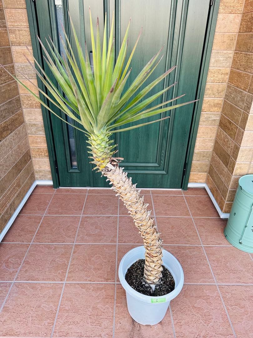 ユッカ　アロイフォリア【C】 曲がり　個性的　ドライガーデン　ガーデニング