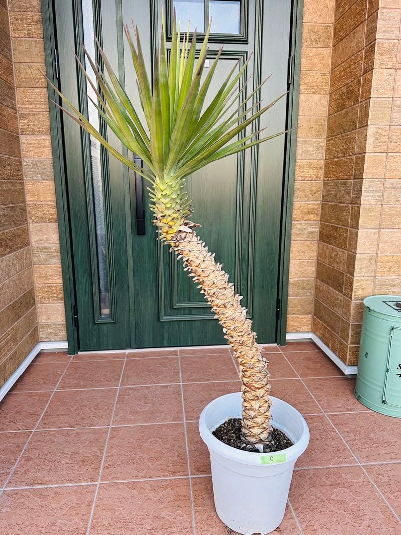 ユッカ　アロイフォリア【C】 曲がり　個性的　ドライガーデン　ガーデニング