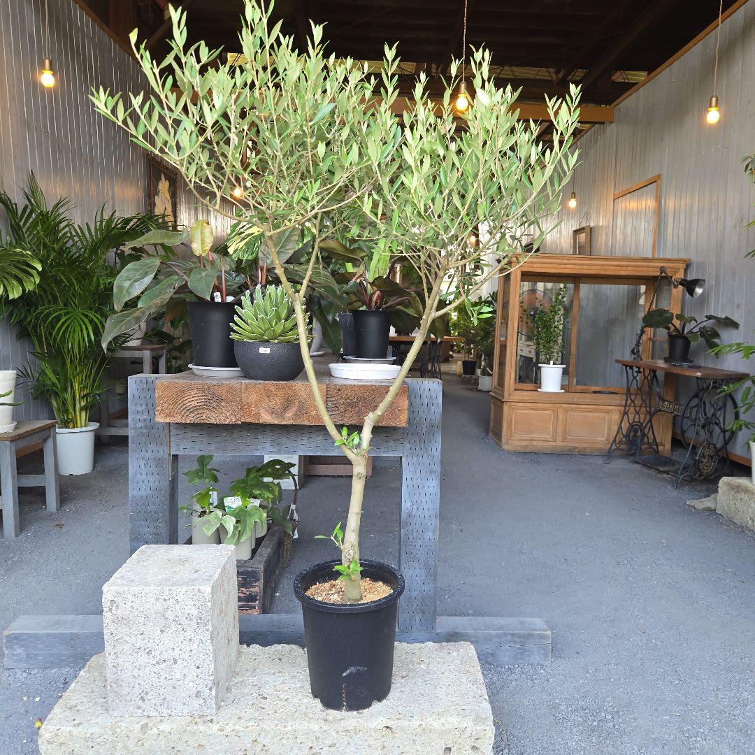 ⑦　オリーブの木souju　『セントキャサリン』８号　特大苗木最高等級極上品‼️