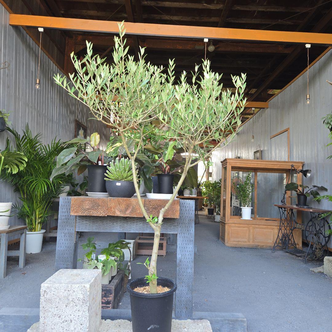 ⑦　オリーブの木souju　『セントキャサリン』８号　特大苗木最高等級極上品‼️