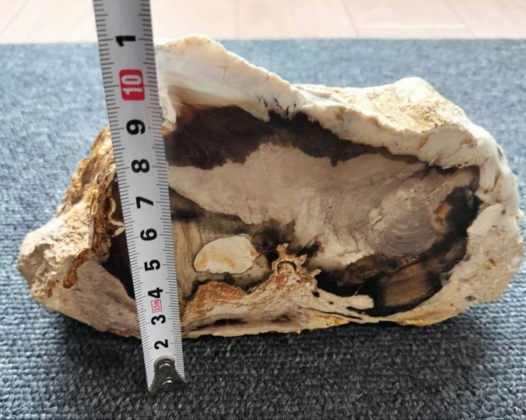 1472g 超レア 木化石！ 珪化木 原木 置物