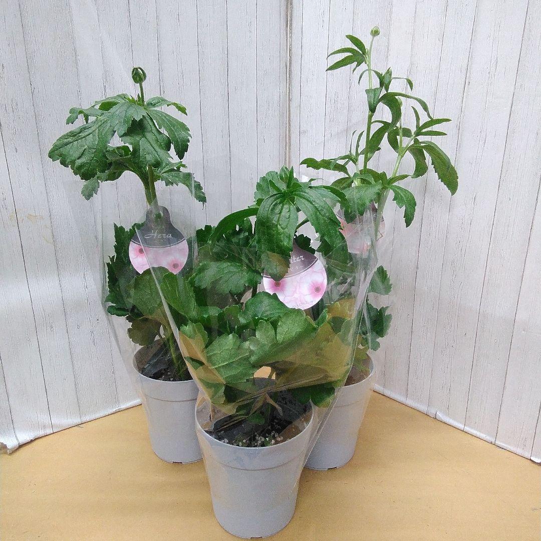 超お買い得！　ラナンキュラス　ラックス　4号鉢　12個セット