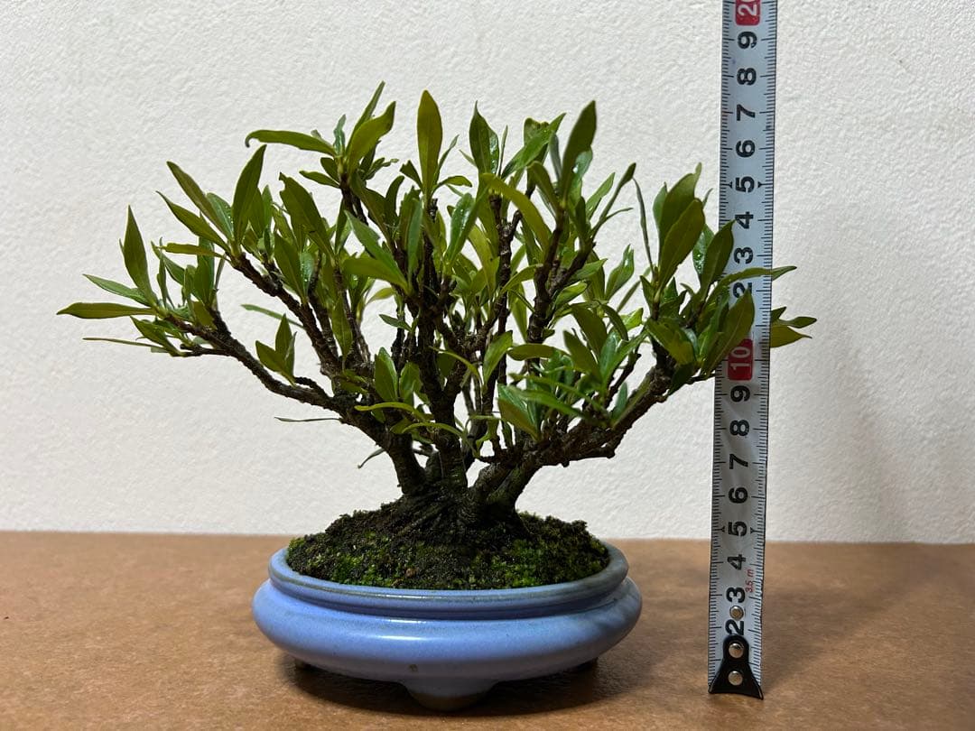 梔子　小品盆栽