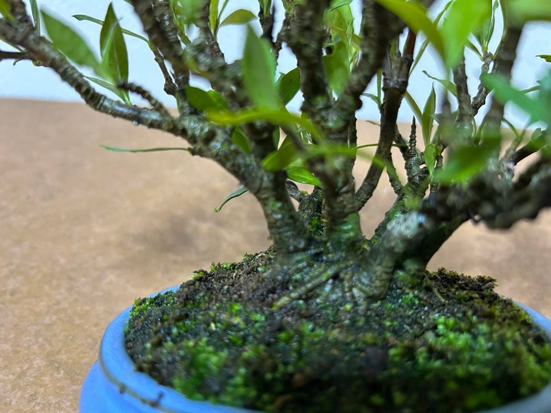 梔子　小品盆栽