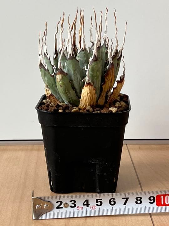 ◾️エボリスピナ陽炎◾️エグいうねり 陽炎 発根してます