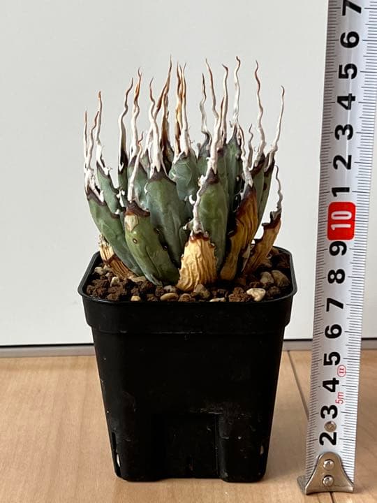 ◾️エボリスピナ陽炎◾️エグいうねり 陽炎 発根してます