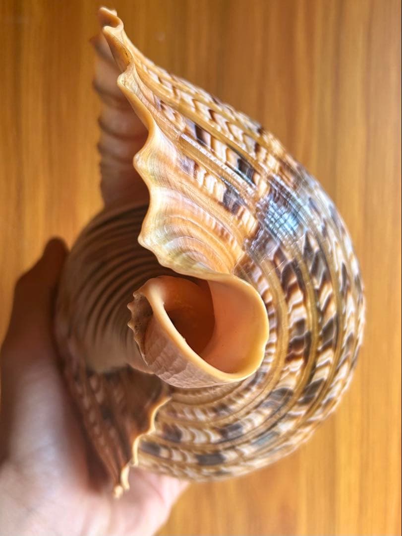 貝殻標本　法螺貝　37cm (直線)美品 天然そのままの色