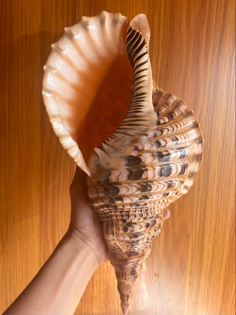 貝殻標本　法螺貝　37cm (直線)美品 天然そのままの色