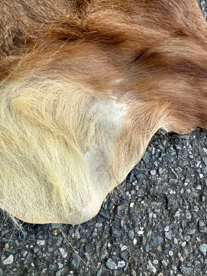 日本鹿 ラグマット 毛皮 敷物 ブランケット 蝦夷鹿 ブッシュクラフト キャンプ