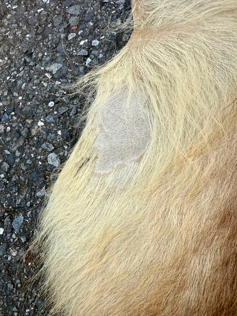 日本鹿 ラグマット 毛皮 敷物 ブランケット 蝦夷鹿 ブッシュクラフト キャンプ