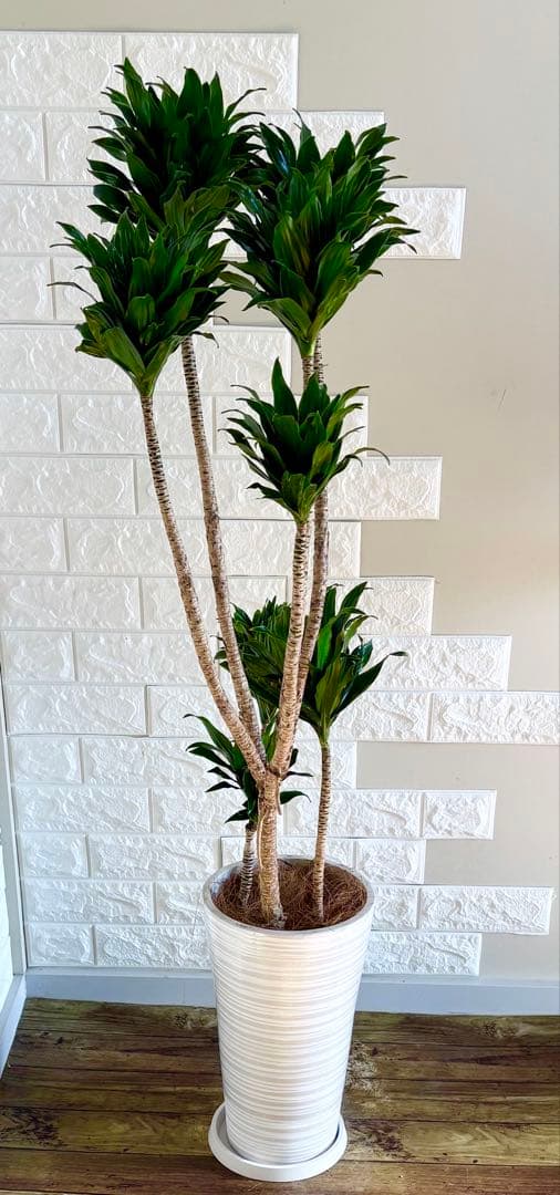 ドラセナコンパクタ⭐️リビングサイズ⭐️観葉植物