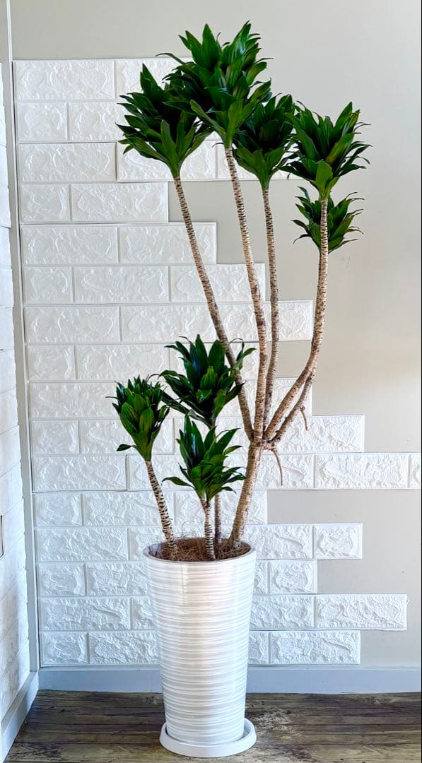 ドラセナコンパクタ⭐️リビングサイズ⭐️観葉植物