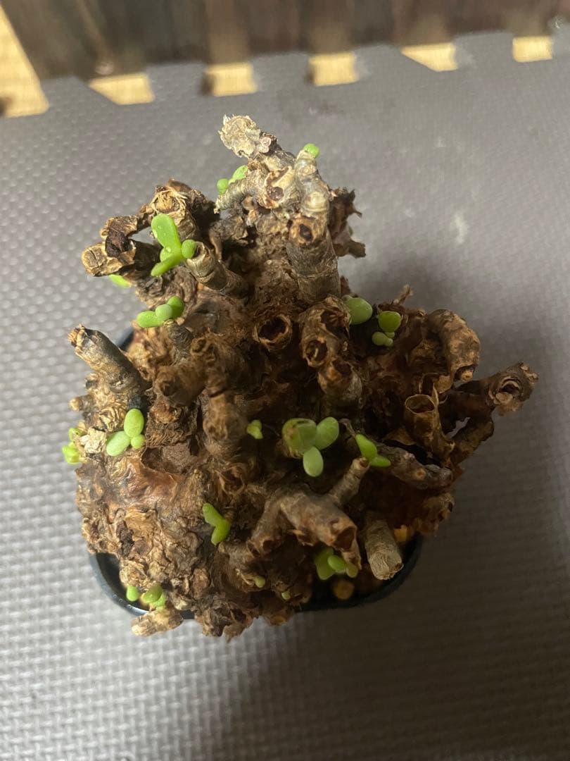 ★*★様 ケラリアピグマエア　現地株　発根済み