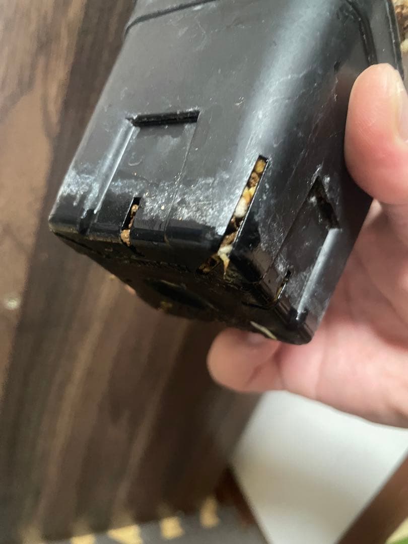 ★*★様 ケラリアピグマエア　現地株　発根済み