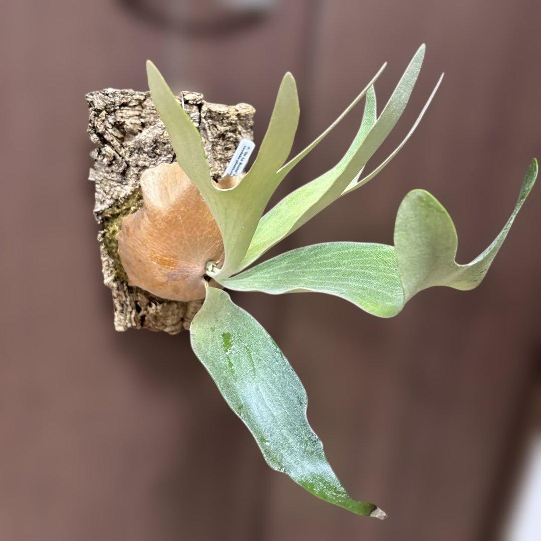 ビカクシダ　デラロッチャ（vandaka）　P. FSQ（vp#2) 子株付き