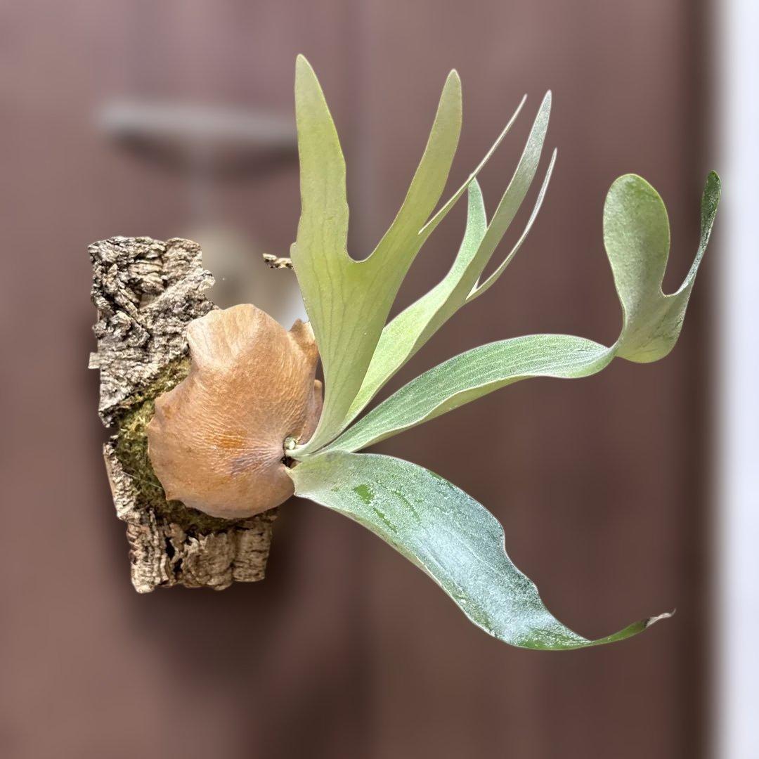 ビカクシダ　デラロッチャ（vandaka）　P. FSQ（vp#2) 子株付き