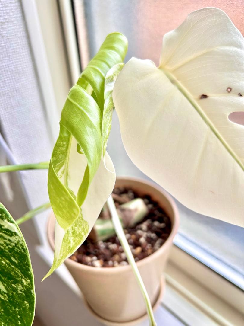 2.5cm極太の株より株分け♡フルムーン出ました！