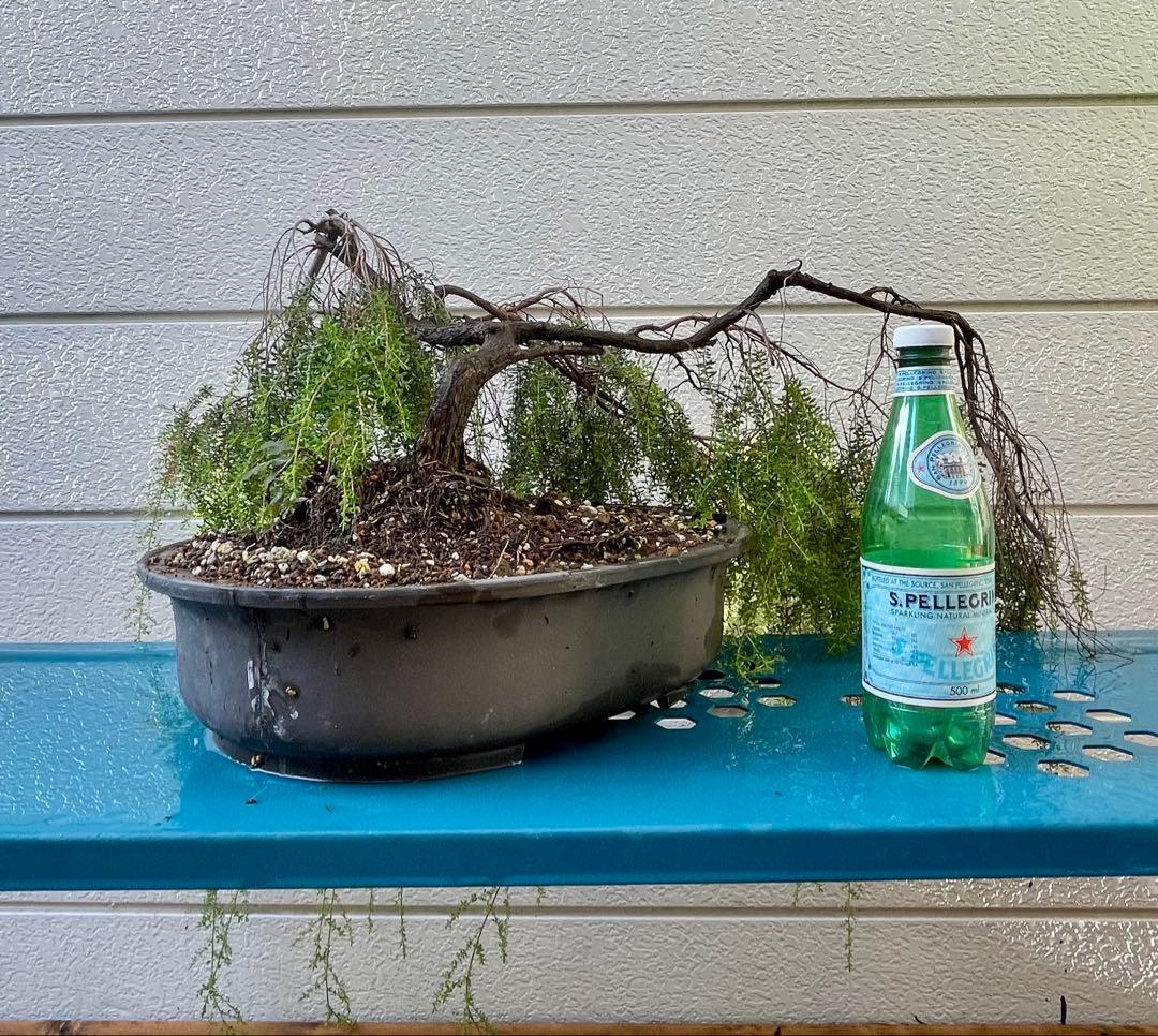 オージープランツ　希少品種　レプトスペルマム　バーチカルドロップ　特大