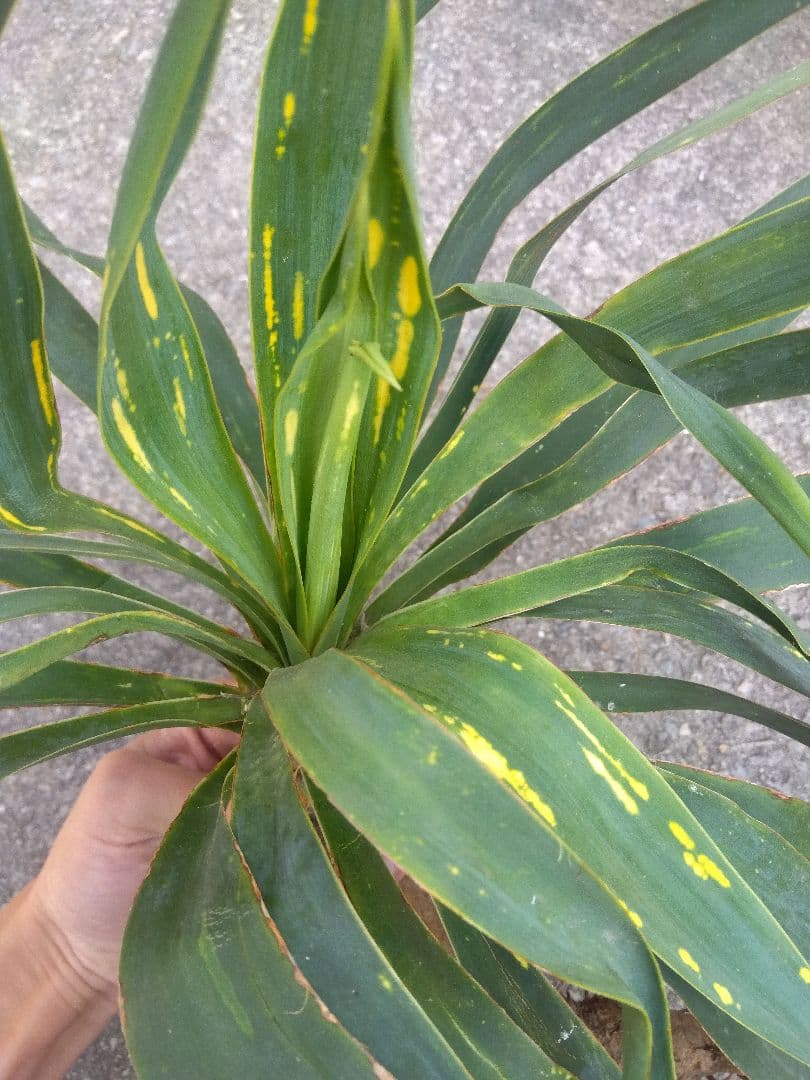 ユッカ　グロリオサ　散り斑　大株❗　イモつき　①