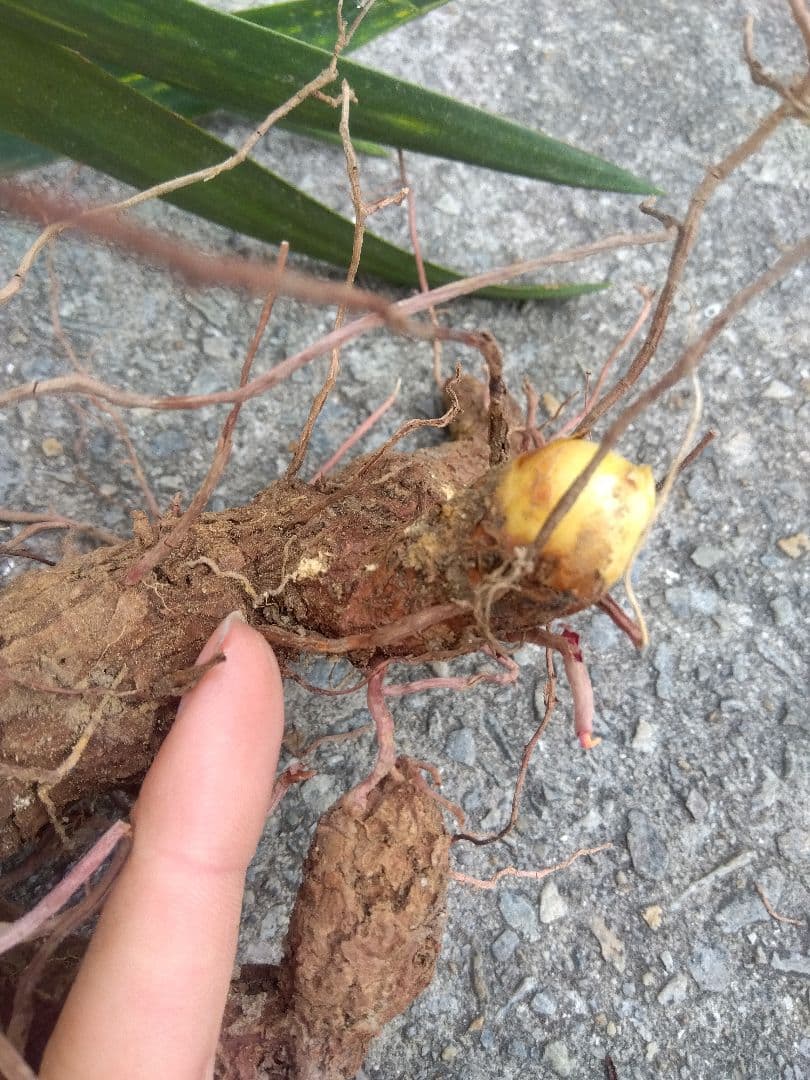 ユッカ　グロリオサ　散り斑　大株❗　イモつき　①