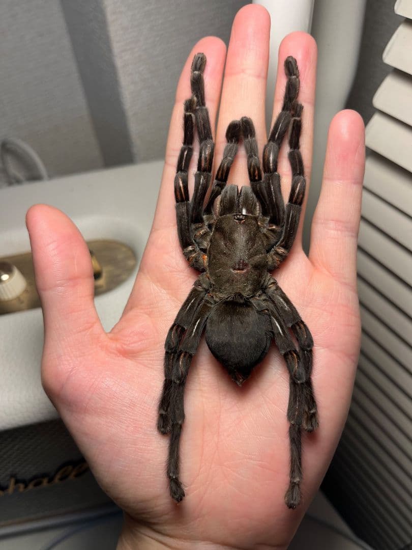 【色残抜群】タイランドビッグブラックアースタイガータランチュラ標本LS15cm程