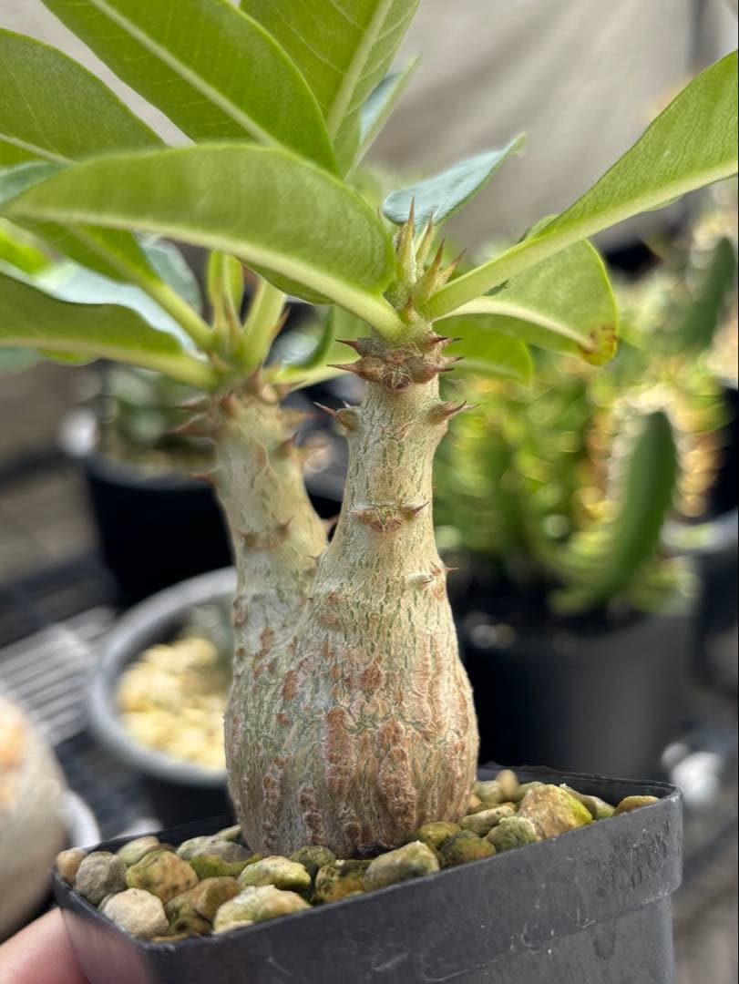 アラジン❗️ 003極上良型‼️ パキポディウム ウィンゾリー　国内実生株