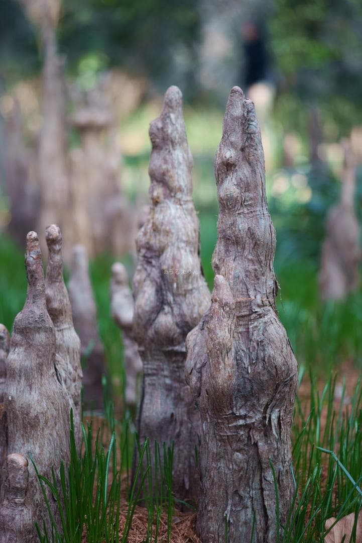 極彩色の中望遠！Carl zeiss Sonnar 100mm F3.5 MMJ