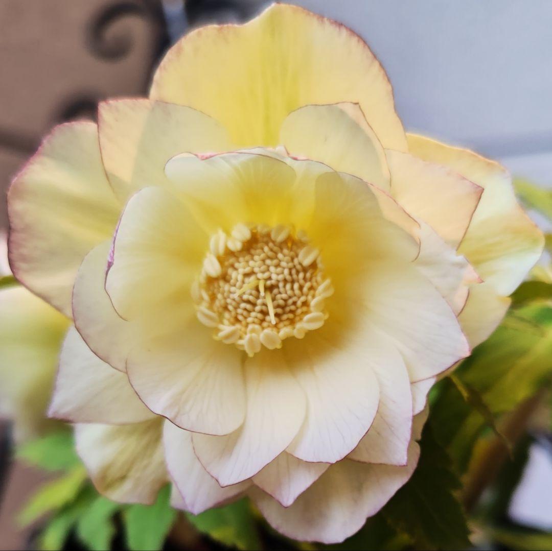 クリスマスローズ　ダブルオーレア系　広瀬園芸