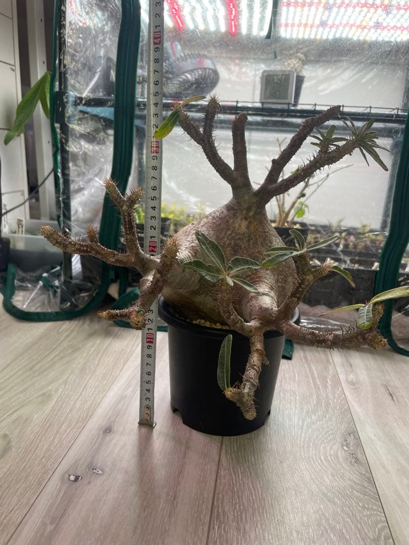 パキポディウムグラキリス　現地球　発根済み