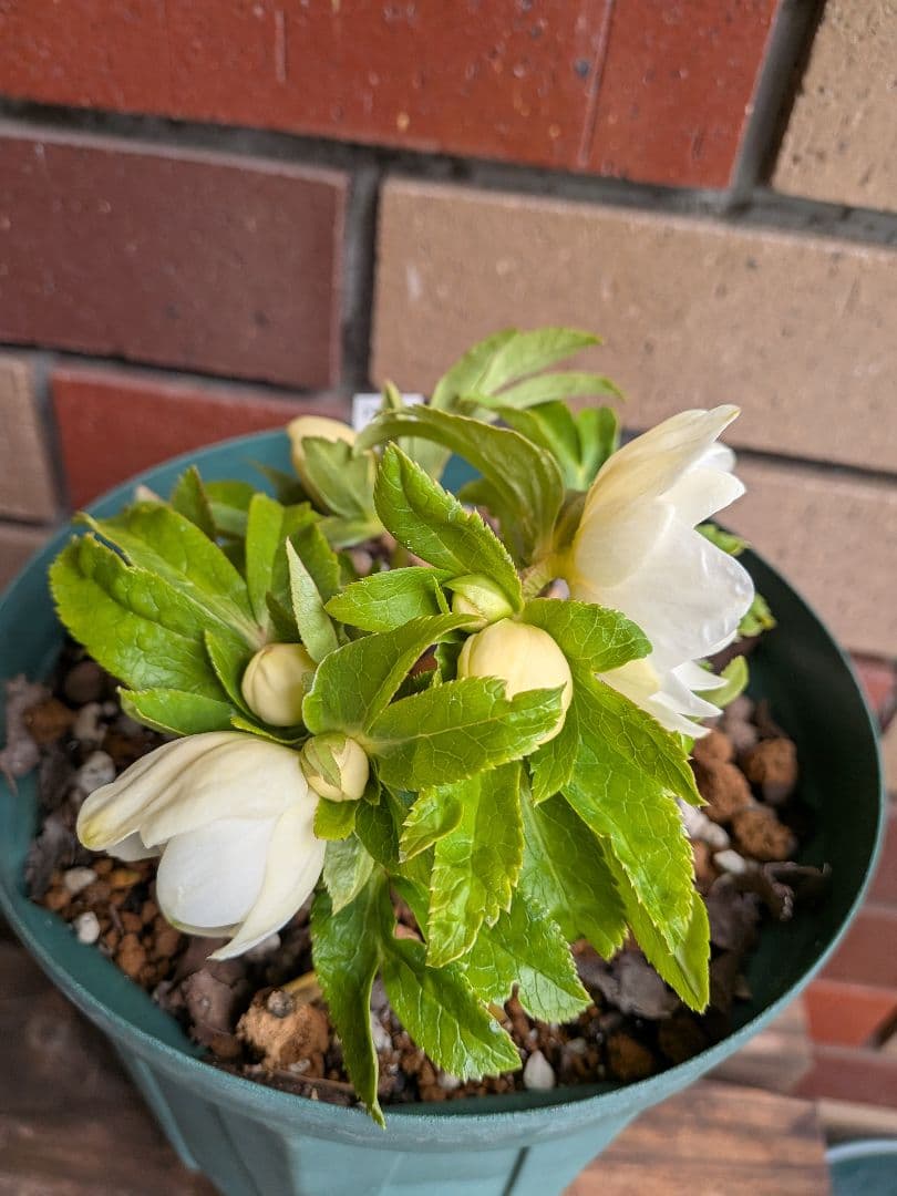 クリスマスローズ・ホワイトゴールド (ダブル咲き)