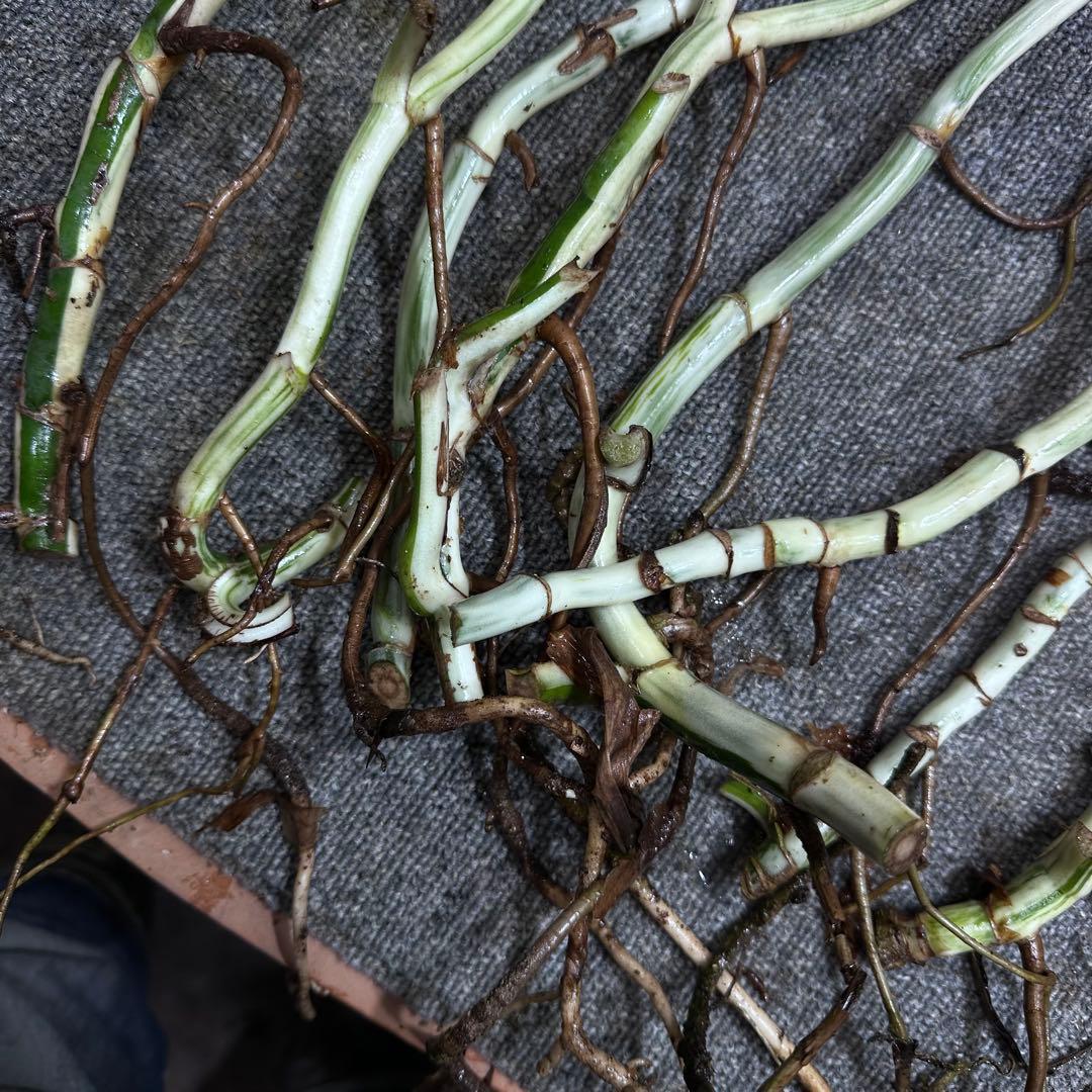 超*✿様 斑入りモンステラホワイトタイガー茎8株おまとめ