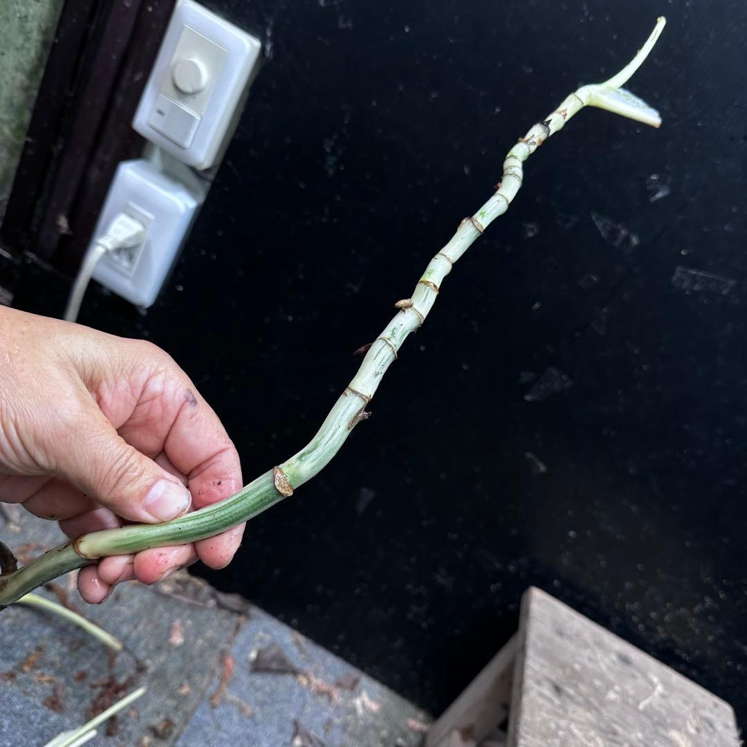 超*✿様 斑入りモンステラホワイトタイガー茎8株おまとめ