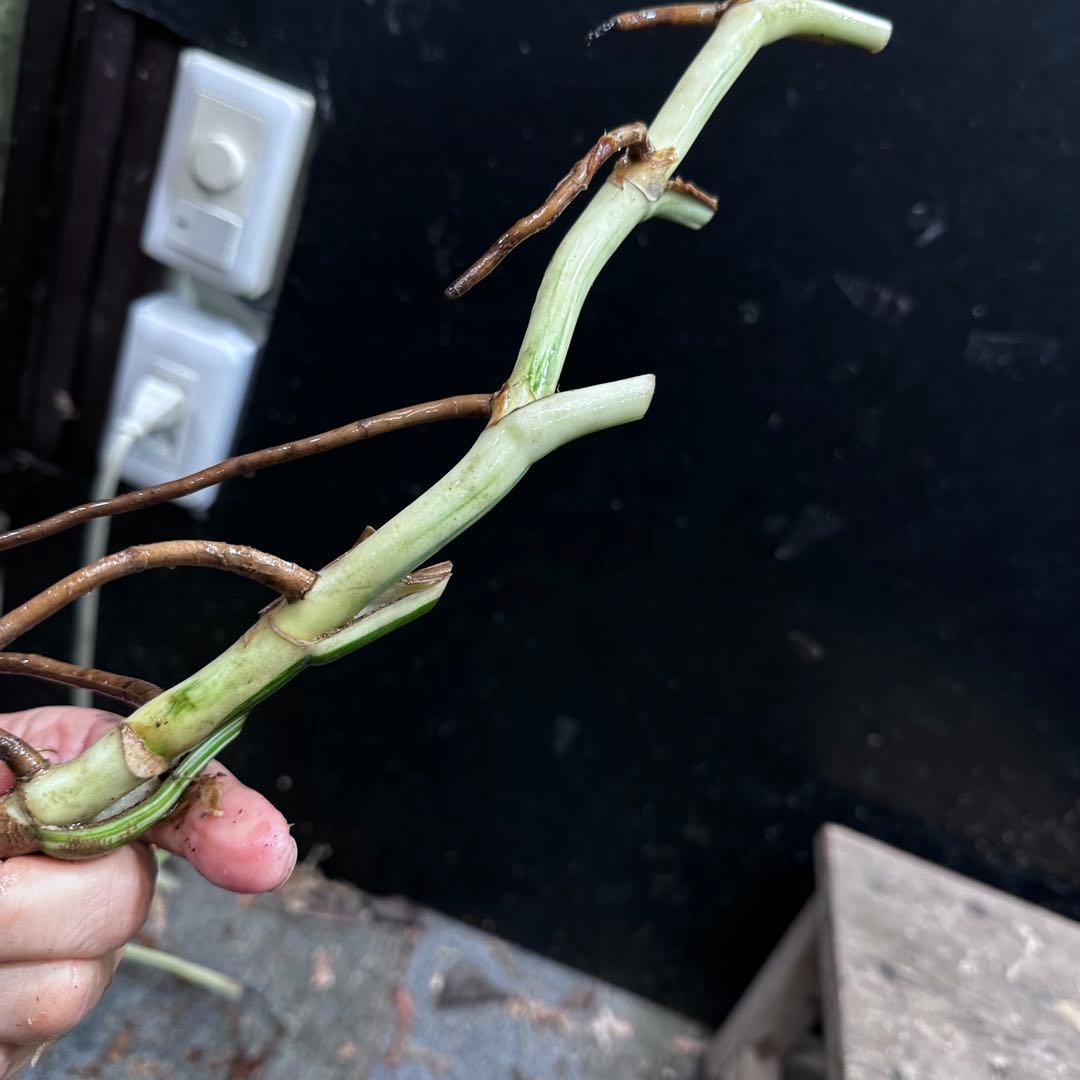 超*✿様 斑入りモンステラホワイトタイガー茎8株おまとめ