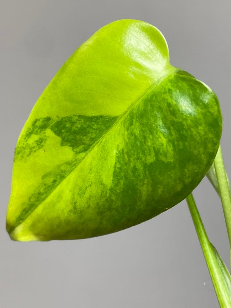 【全葉美斑入り✨】モンステラ　イエローマリリン　黄斑　オーレア　希少　人気‼️