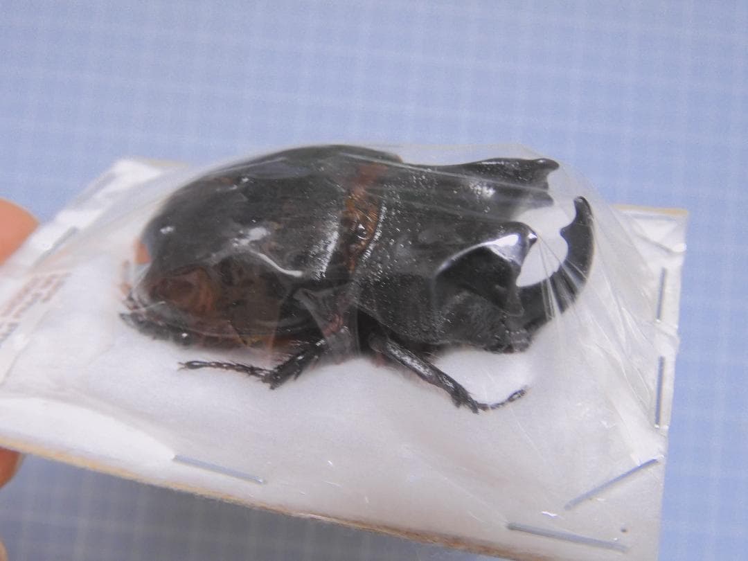 特大　ラオス産　ロブストスサイカブト　45mm