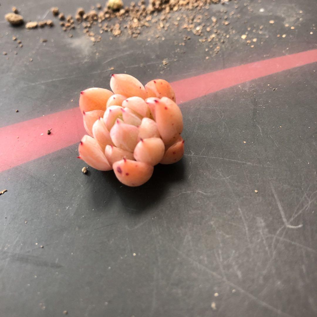 苺ティピ 多肉植物