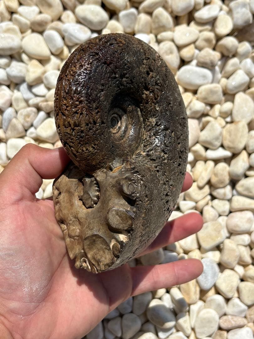 極美品　飴色の縫合線が見事なアンモナイトの女王　インターメディウム　化石