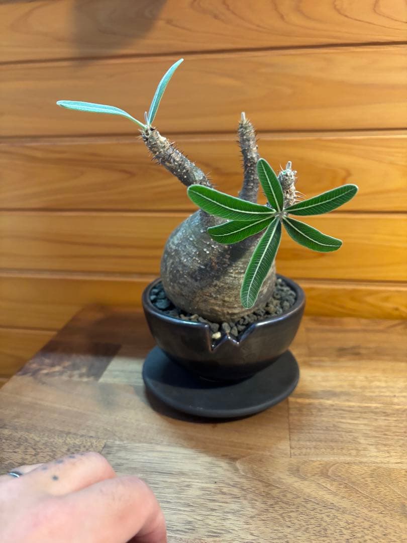 パキポディウムグラキリス　グラキリス　塊根植物　現地球　発根済み　厳選株　美形