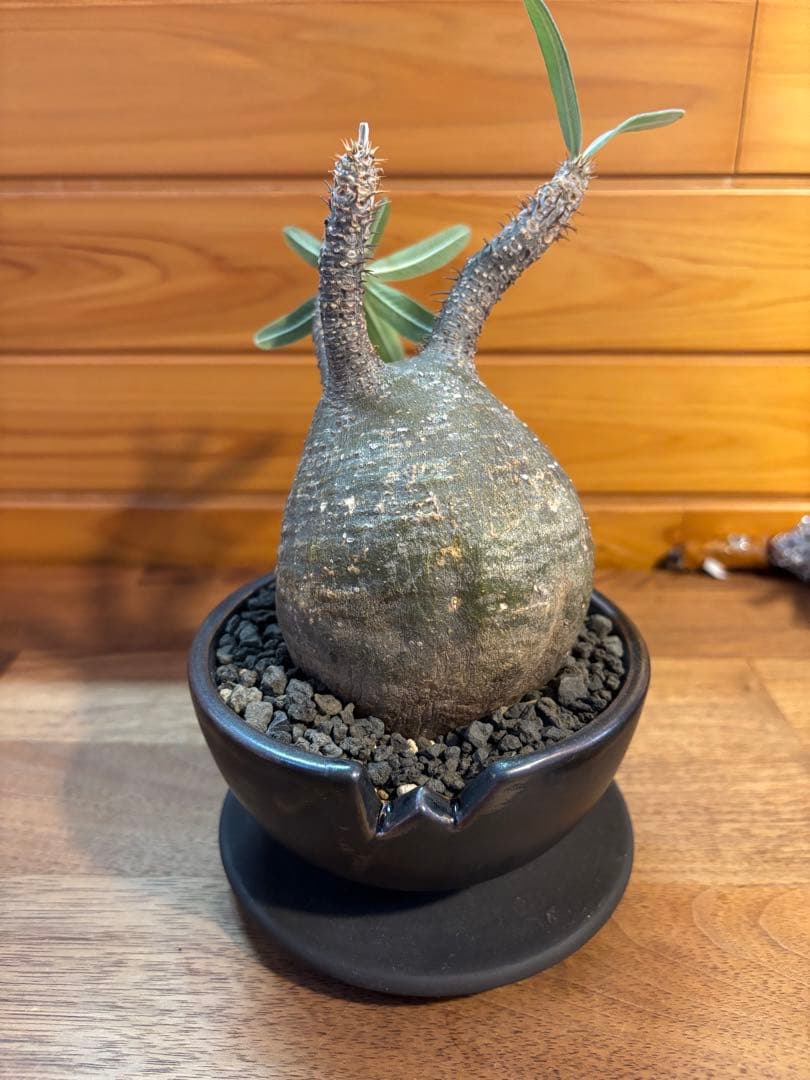 パキポディウムグラキリス　グラキリス　塊根植物　現地球　発根済み　厳選株　美形