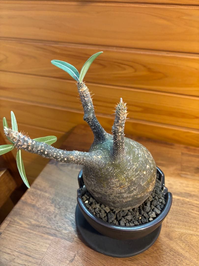 パキポディウムグラキリス　グラキリス　塊根植物　現地球　発根済み　厳選株　美形