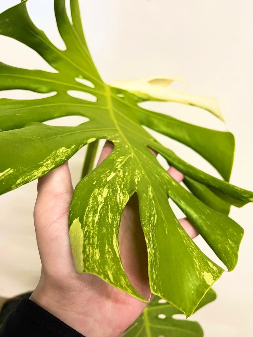 斑入り　モンステラ　デリシオーサ　艶姿　白　ホワイト