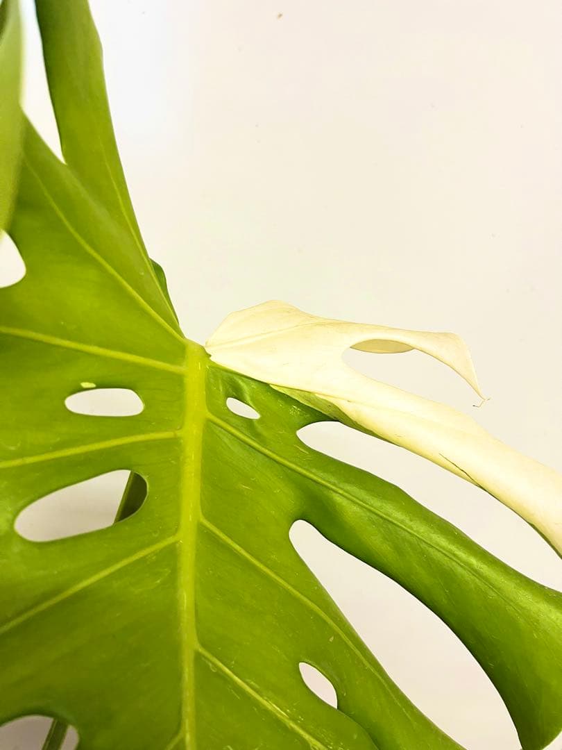 斑入り　モンステラ　デリシオーサ　艶姿　白　ホワイト