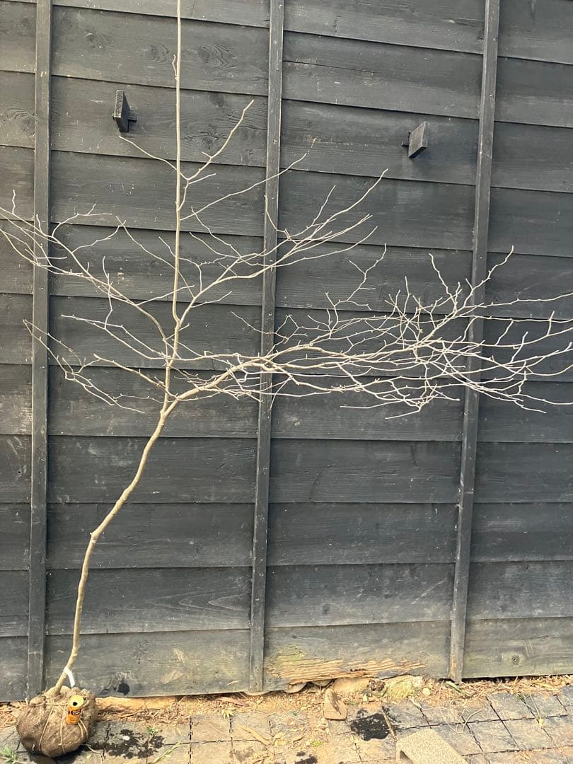 40 山採り　アオハダ