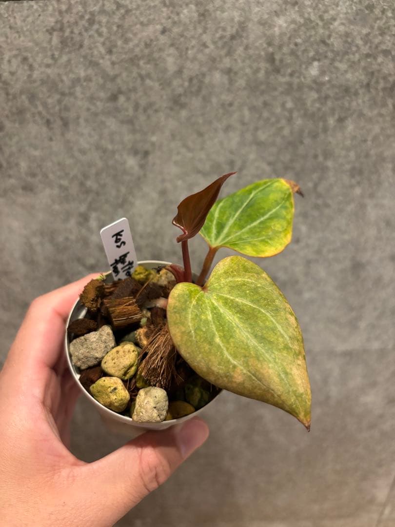 【新春セール】Anthurium Kingofspades butterfly