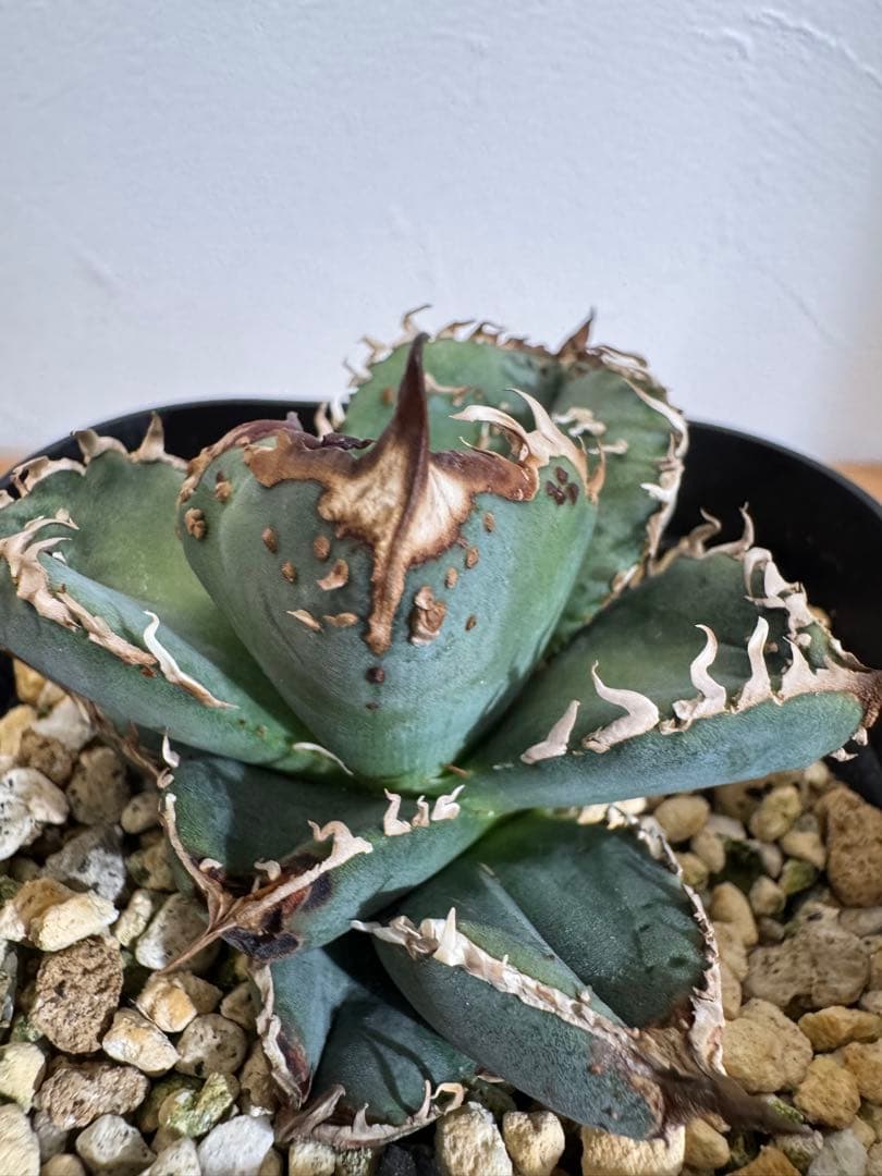 lize産 アガベ チタノタ 麻花龍 子株 発根済