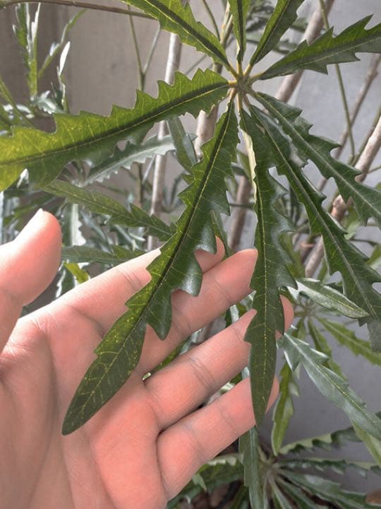 光触媒　人工観葉植物　ウォールグリーン　フェイクグリーン　アラレア@mwd